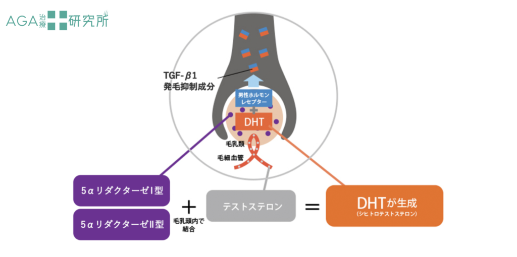 ヘアサイクルを乱す男性ホルモンのDHT（ジヒドロテストステロン）の作用