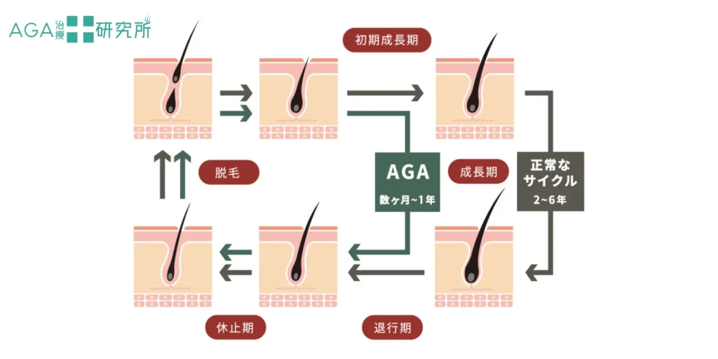 育毛サイクルを正常化